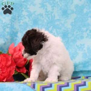 Caramel, Toy Poodle Puppy